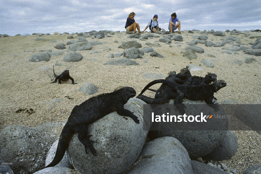 Grupo Marina de la Iguana (Amblyrhynchus cristatus) de turistas tomando el sol en la playa, las Isla