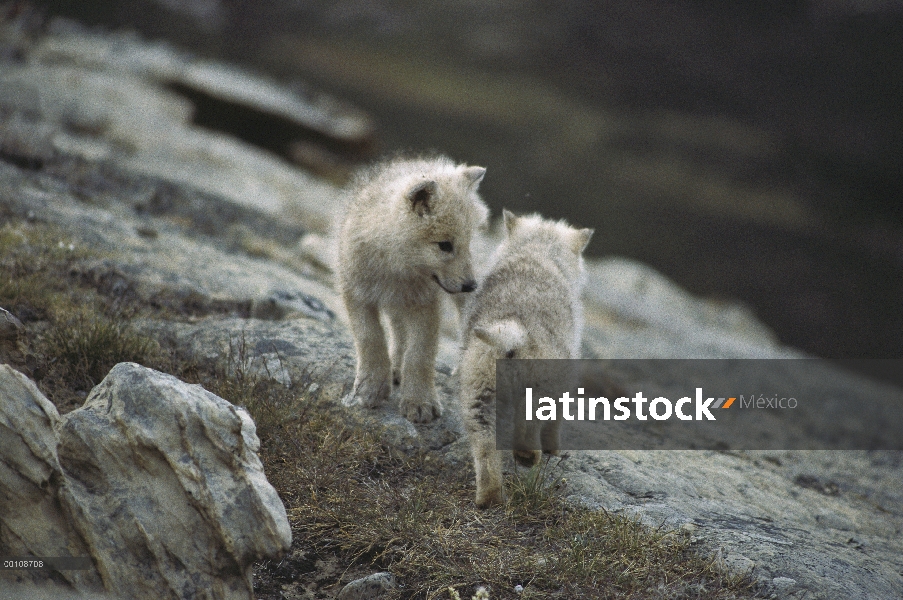 Crías de lobo Ártico (Canis lupus), isla de Ellesmere, Nunavut, Canadá