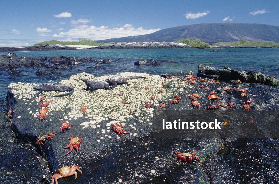 Grupo Marina de la Iguana (Amblyrhynchus cristatus) con Sally Lightfoot cangrejos (Grapsus grapsus),