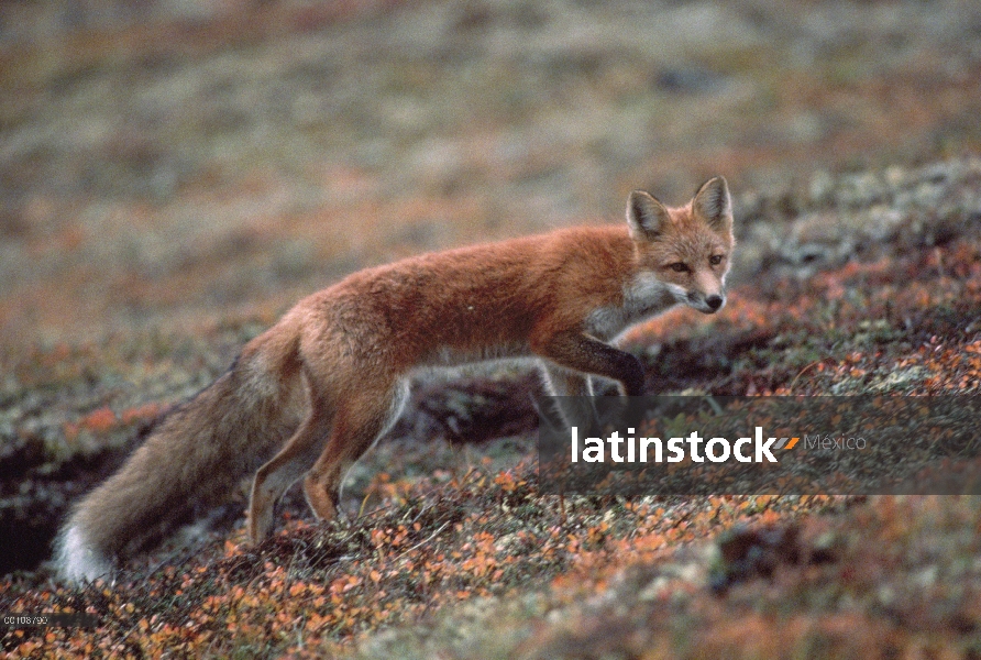 Zorro rojo (Vulpes vulpes) cruzando las plantas de la tundra de color de otoño, Alaska