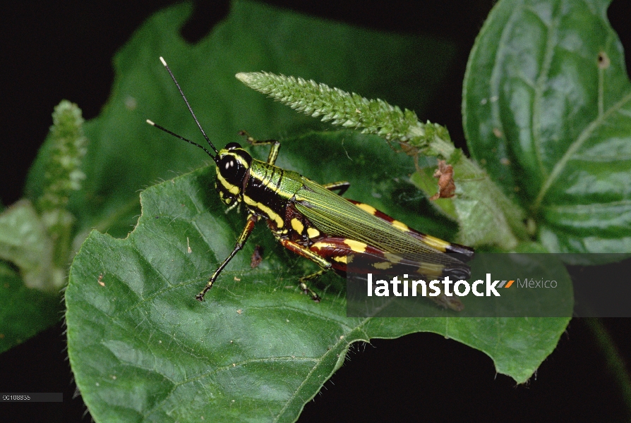 Insecto de dosel de bosque lluvioso