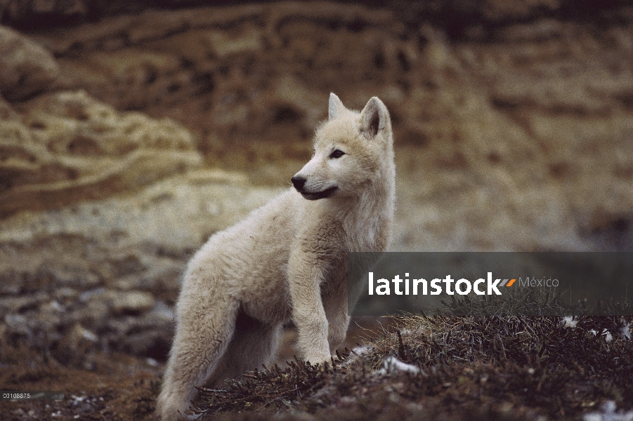 Cachorro de lobo Ártico (Canis lupus), isla de Ellesmere, Nunavut, Canadá