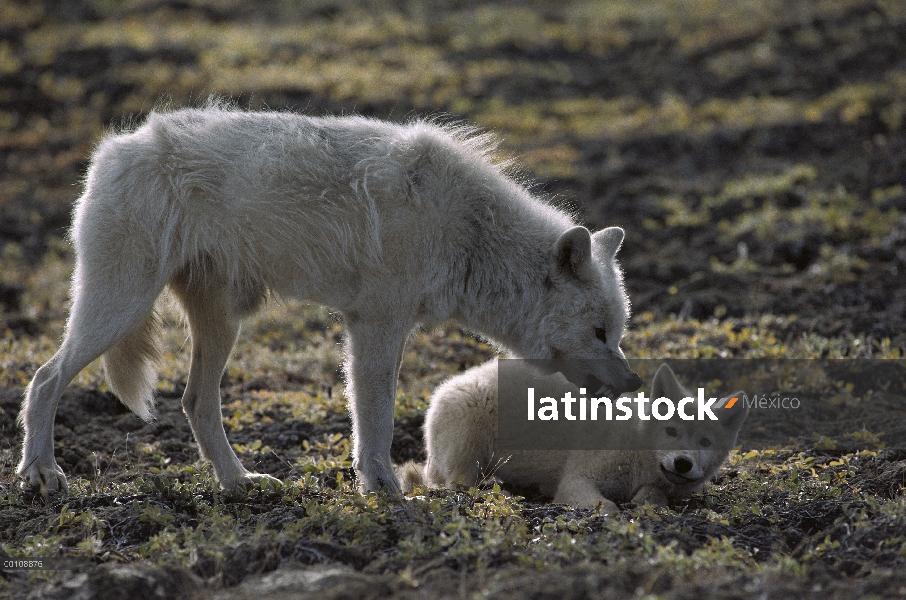 Pup disciplinar de lobo Ártico (Canis lupus), isla de Ellesmere, Nunavut, Canadá