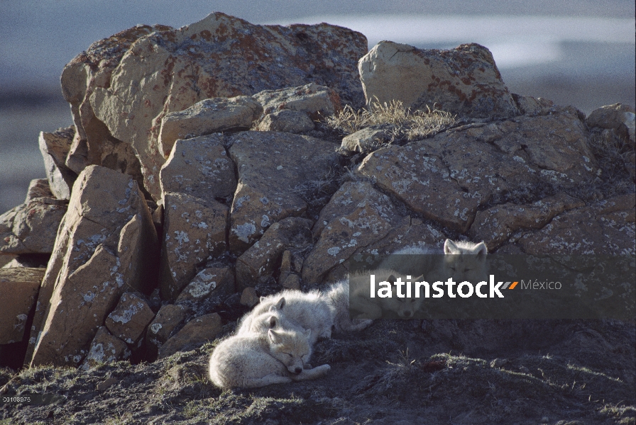 Lobo Ártico (Canis lupus) cachorros durmiendo, isla de Ellesmere, Nunavut, Canadá