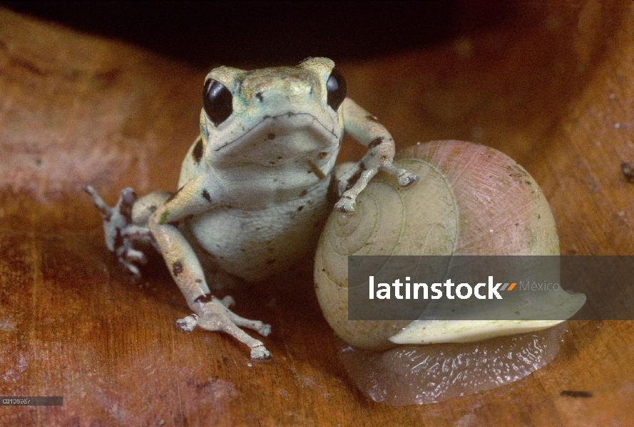 Fresa macho dominante de rana dardo venenosa (Oophaga pumilio) descansando en caracol, Islas de Bast