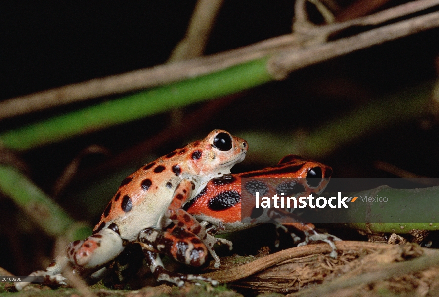 Fresa macho dominante de la rana dardo venenosa (Oophaga pumilio) lucha con hombre sumiso, Isla Bast