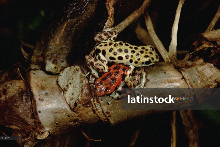 Fresa macho dominante de la rana dardo venenosa (Oophaga pumilio) lucha con y pernos de otro hombre,