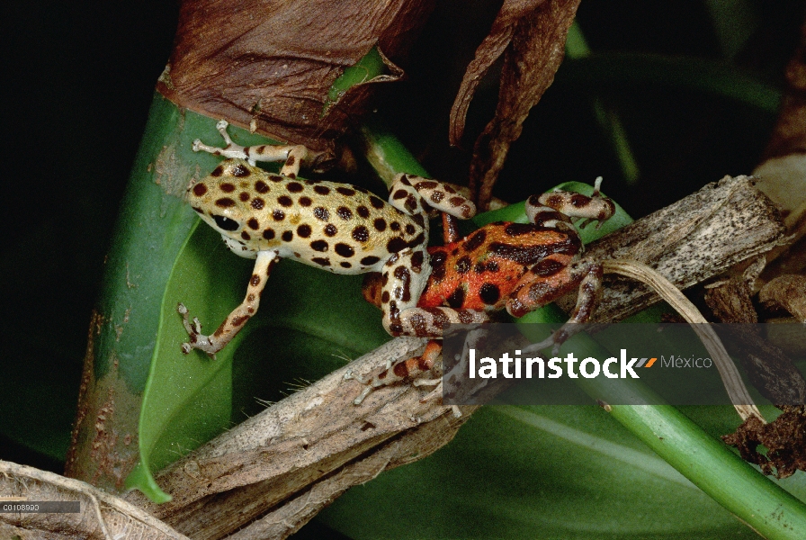 Fresa macho dominante de la rana dardo venenosa (Oophaga pumilio) lucha y pernos de otro hombre, Isl