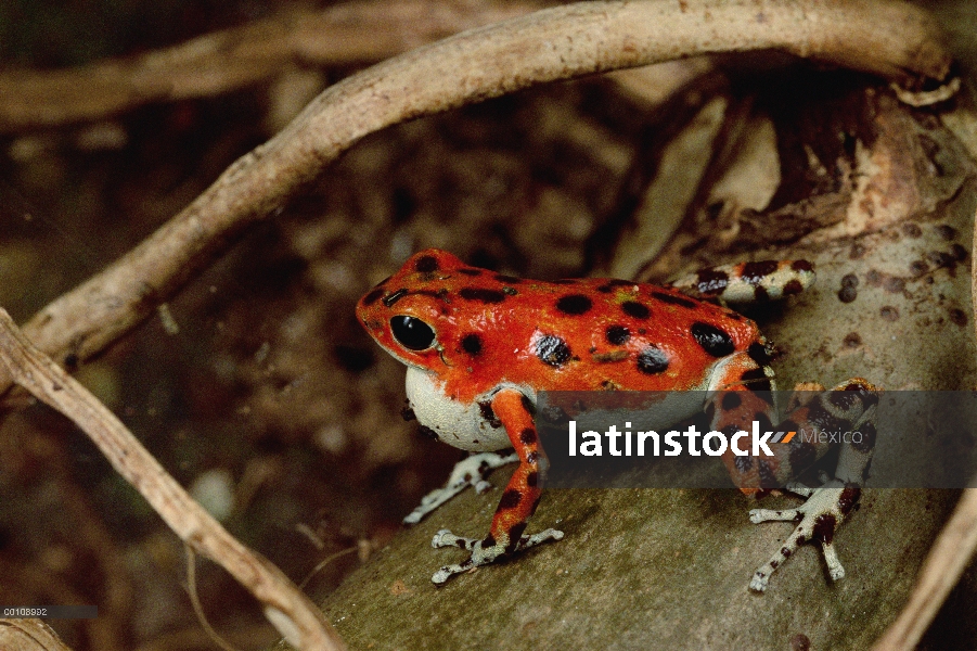 Fresas dardo Rana venenosa (Oophaga pumilio) con saco vocal engreído cortejando a las hembras con un