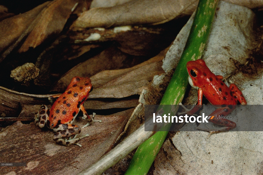 Fresas dardo Rana venenosa (Oophaga pumilio) con hembra cortejo engreído saco vocal con una canción 