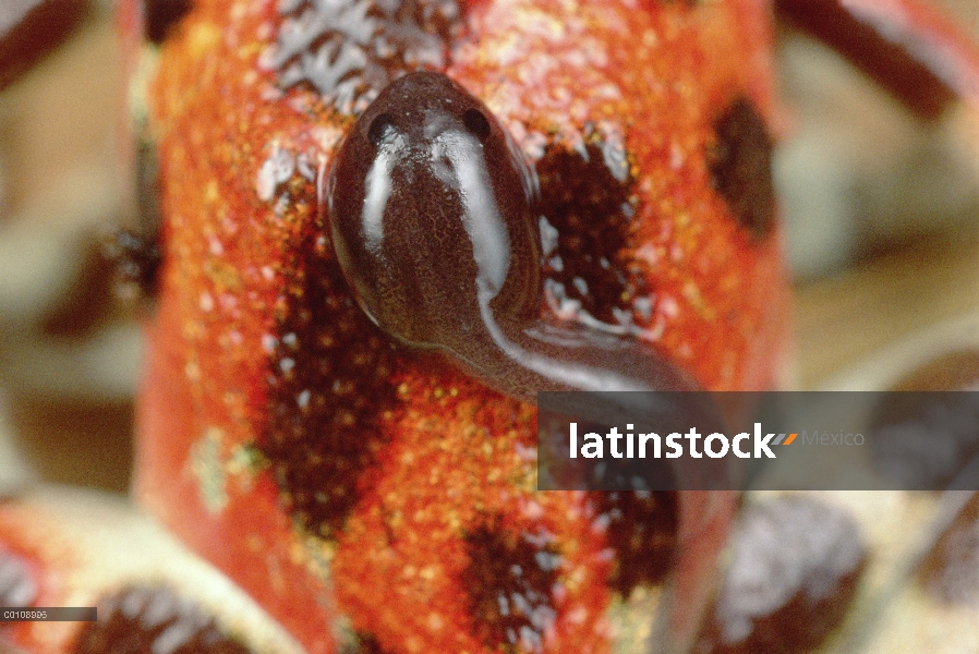 Renacuajo de rana dardo venenosa (Oophaga pumilio) fresa en espalda de la madre, las islas de Bastim