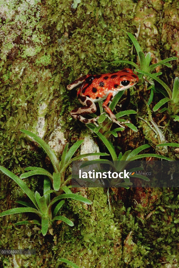 Fresa madre de rana dardo venenosa (Oophaga pumilio) lleva renacuajo al pabellón, ella carece de los