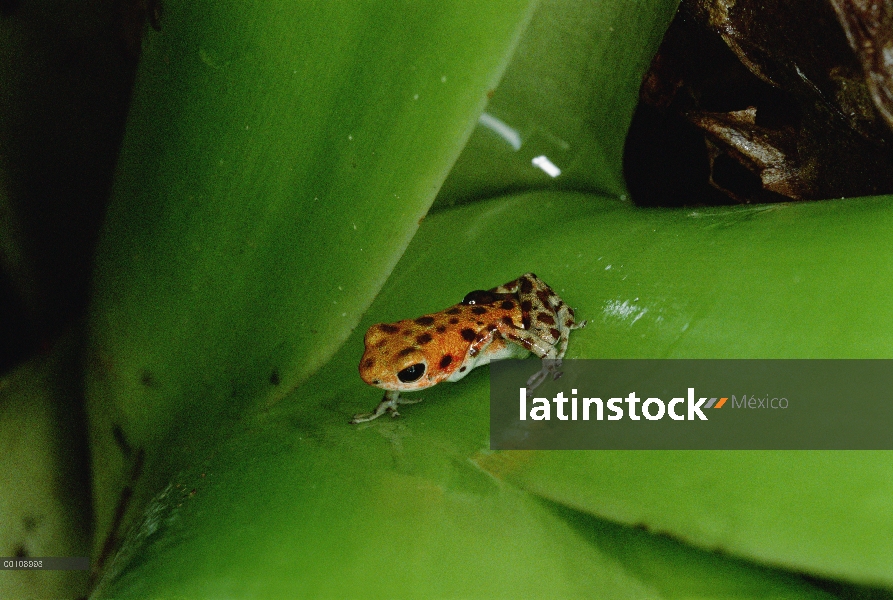 Fresas madre de rana dardo venenosa (Oophaga pumilio) lleva renacuajos, uno por uno, al pabellón don