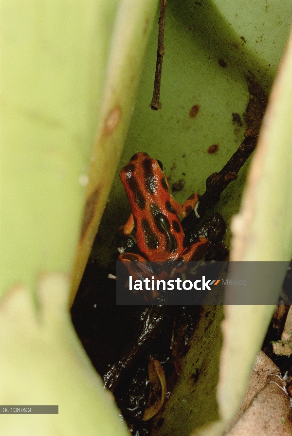 Fresas madre de rana dardo venenosa (Oophaga pumilio) lleva renacuajos, uno por uno, al pabellón don