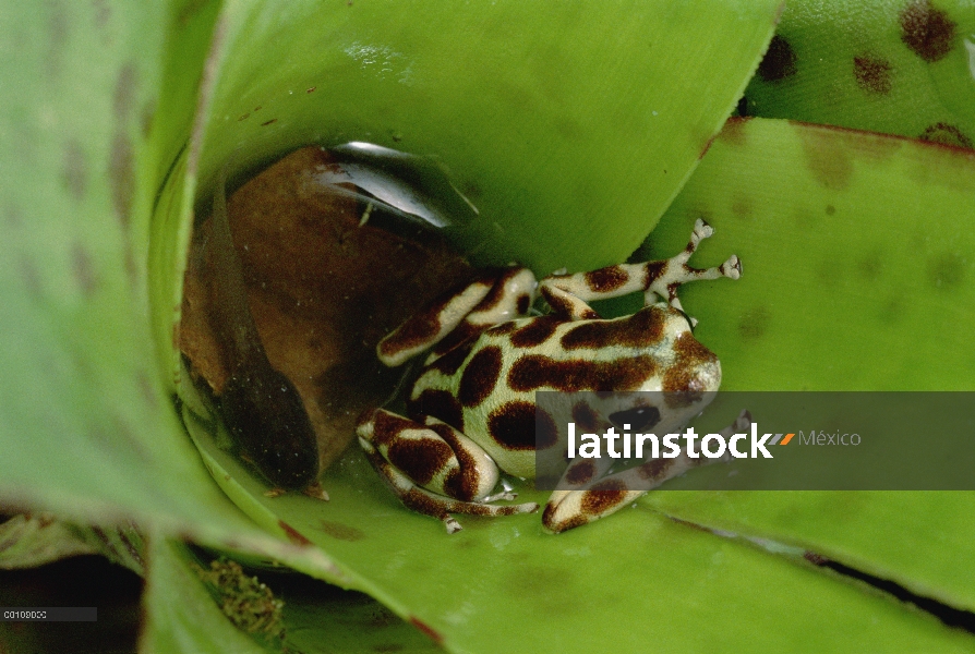 Fresas madre de rana dardo venenosa (Oophaga pumilio) depósitos renacuajos, uno por uno, a las pisci