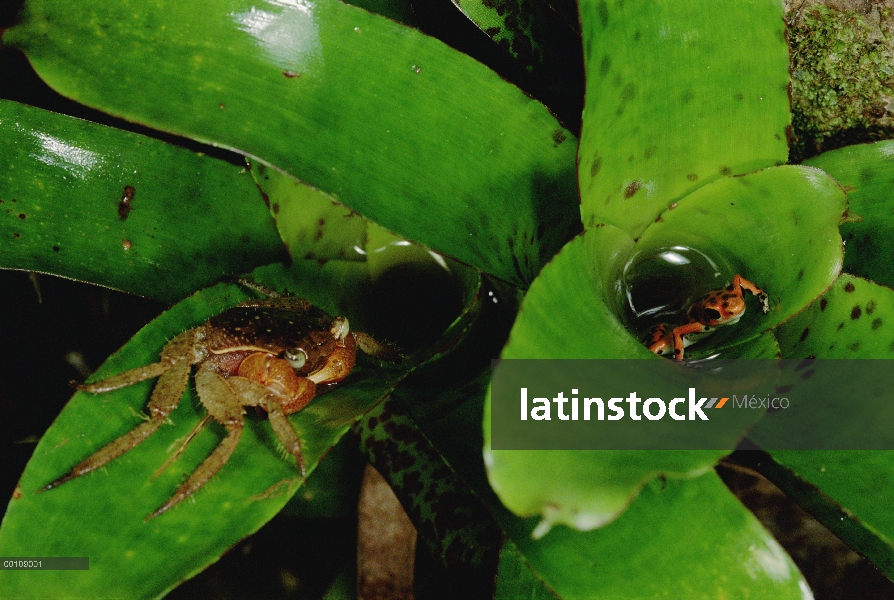 Fresas dardo Rana venenosa (Oophaga pumilio) protegiendo renacuajos en bromelia está amenazada por u