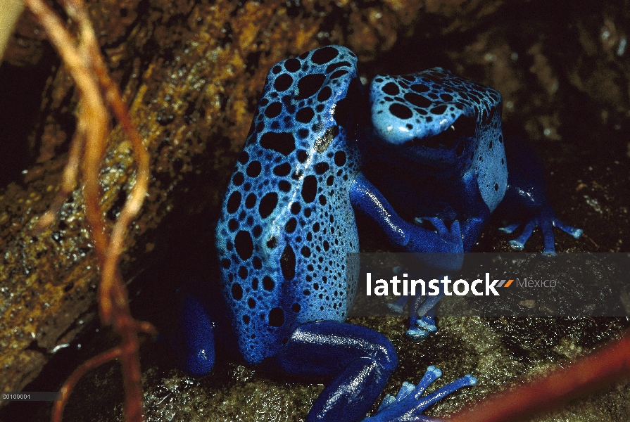 Azul pareja de Poison Dart Frog (Dendrobates azureus) de hembras luchando, Rana venenosa muy pequeña