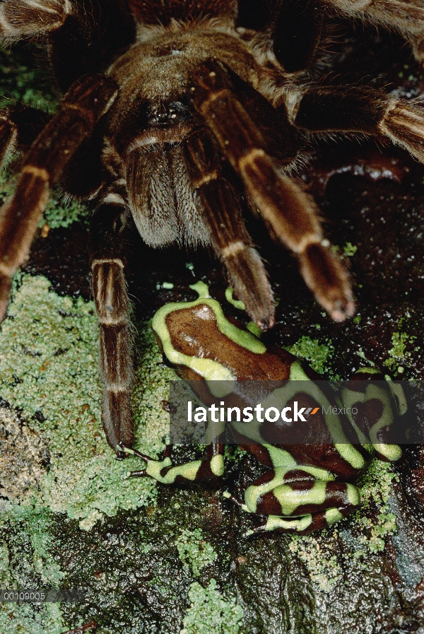 Verde y negro Poison Dart Frog (Dendrobates auratus) responde a una tarántula, tarántulas de la isla