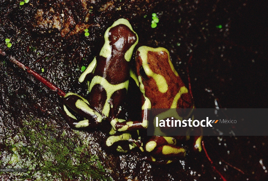 Verde y negro dardo Rana venenosa (Dendrobates auratus) masculino cortes de la hembra por siguiéndol