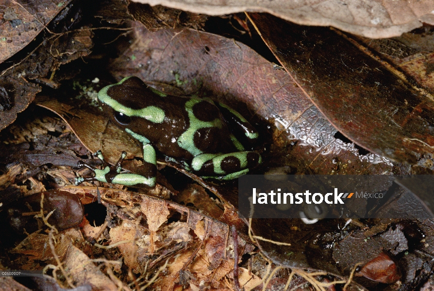 Verde y negro dardo Rana venenosa (Dendrobates auratus) hombre guardar embriones, isla de Tobago, Pa