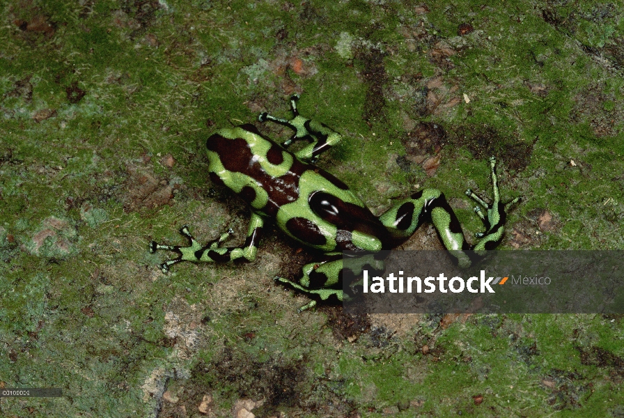 Verde y negro Poison Dart Frog (Dendrobates auratus) padre renacuajos que lleva a la piscina de copa