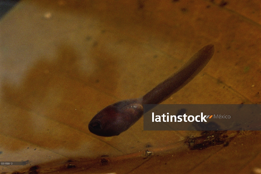 Verde y renacuajo Black Poison Dart Frog (Dendrobates auratus) en piscina en selva con dosel planta,