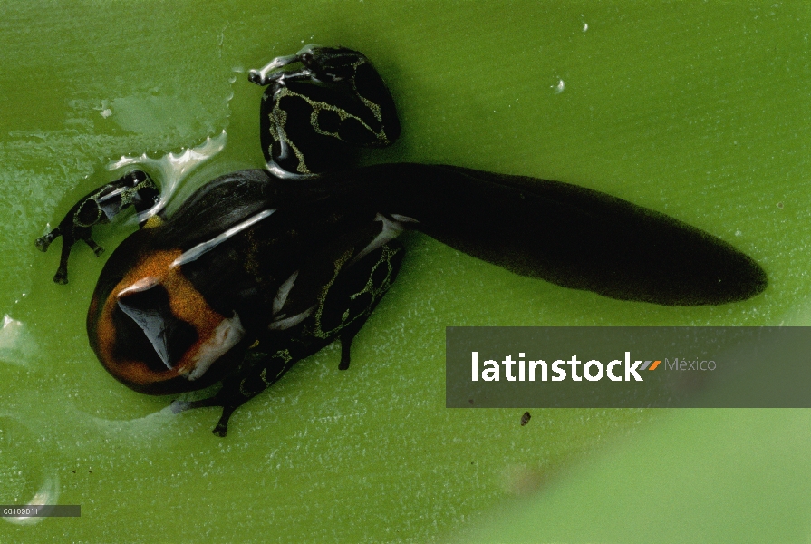 Verde y negro Poison Dart Frog (Dendrobates auratus) renacuajo crece las piernas y pronto va a perde