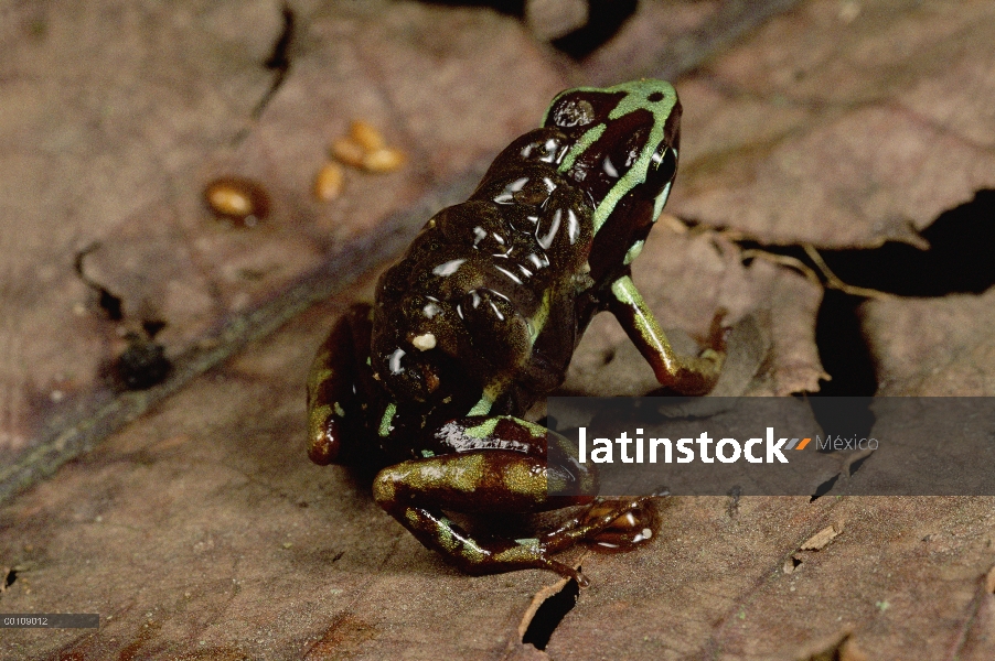 Ecuador la rana de venenosa (Epipedobates bilinguis) con los renacuajos en su espalda, Río Napo, Ama