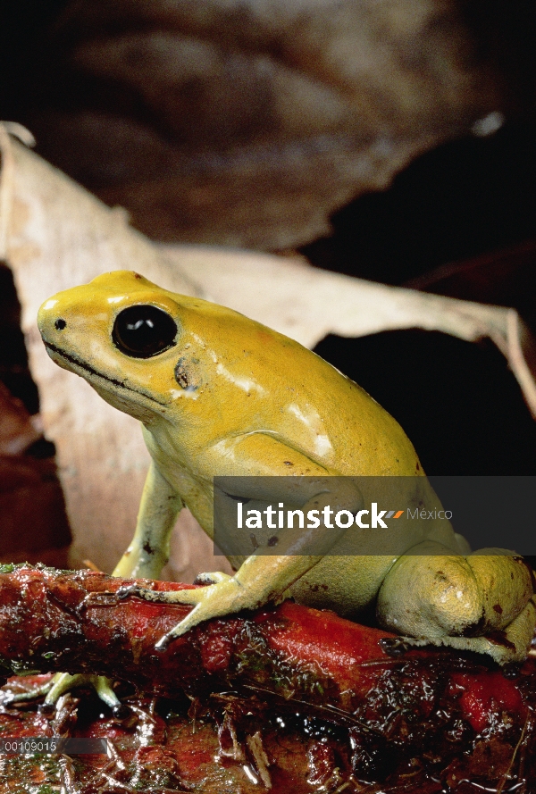 Veneno de dardo Rana Dorada (Phyllobates terribilis) el más venenoso de las ranas dardo, Colombia