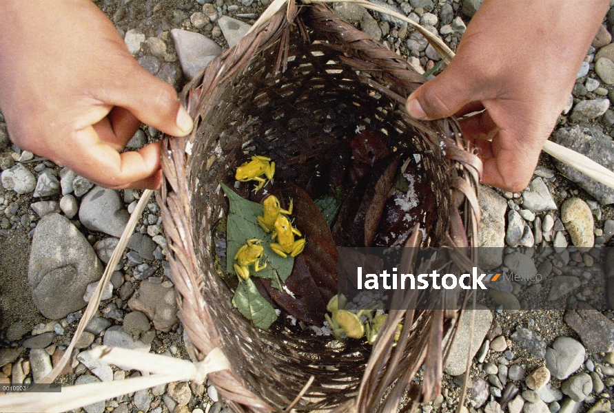 Oro grupo Rana veneno de dardo (Phyllobates terribilis) usado por los indios de Emberá Chocó para en