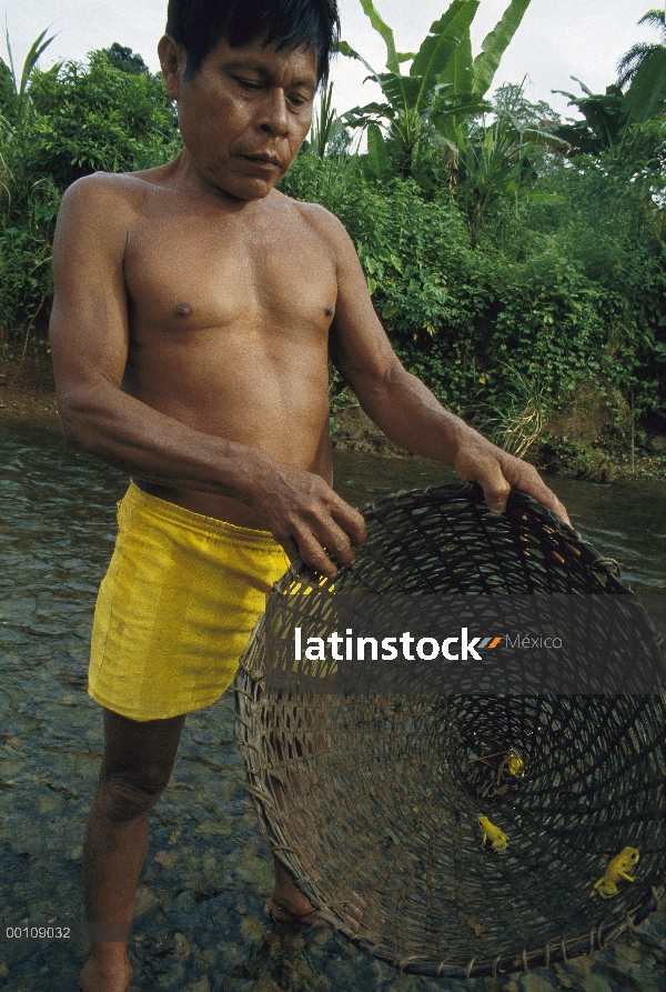 Indios de Emberá Chocó captura a rana Golder altamente tóxico (Phyllobates terribilis) con el que en