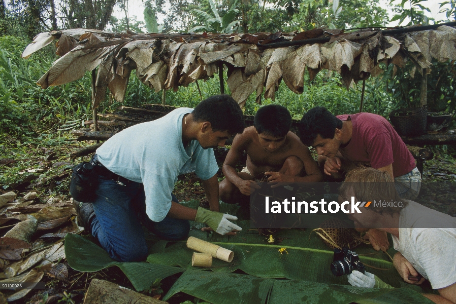 Dr. Mark Moffet en el derecho de recibir un vistazo cercano a veneno dardo Rana Dorada (Phyllobates 