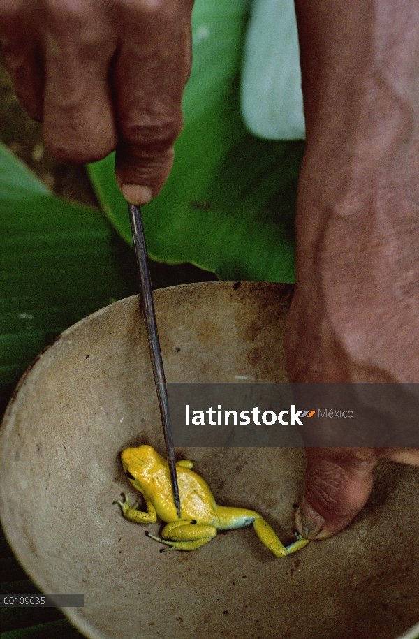 Veneno dardo Rana Dorada (Phyllobates terribilis) siendo utilizado para envenenar a una flecha que h