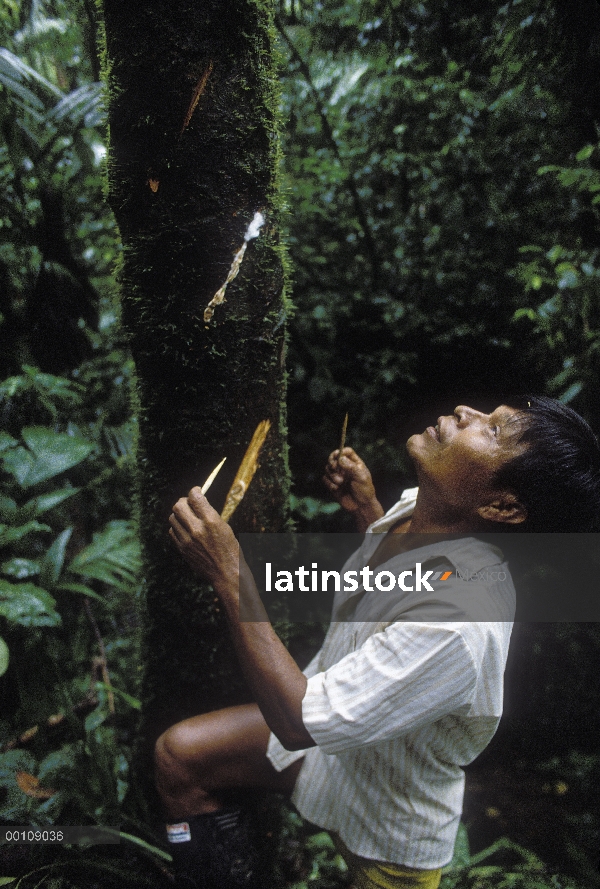 Embera Choco indio curare de recolección de la savia de un árbol que se utiliza para envenenar las p