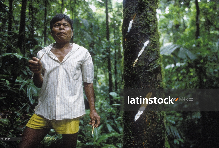 Indios de Embera Choco cata curare de la savia de un árbol, se utiliza curare para envenenar las pun