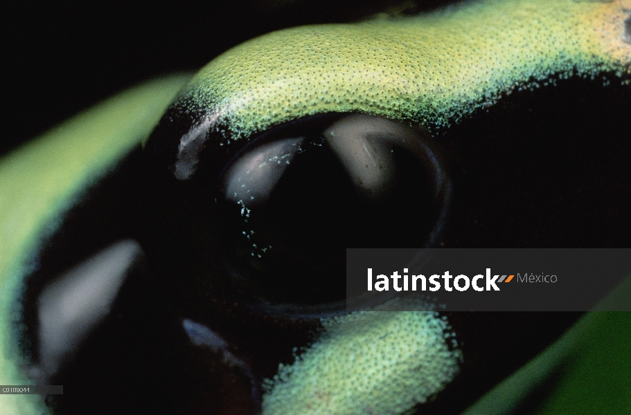 Verde y negro Poison Dart Frog (Dendrobates auratus) ojo, isla de Tobago, Panamá