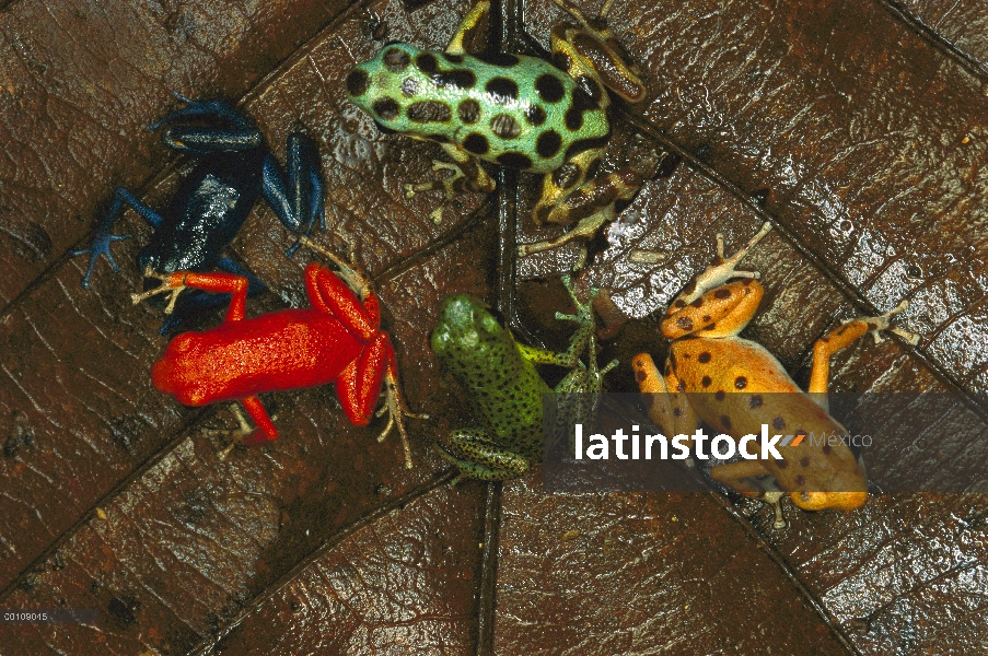 Grupo de rana dardo venenosa (Oophaga pumilio) fresa con variación de color de diferentes islas, Boc