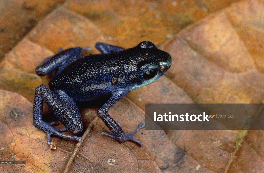 Fresa rana de dardo venenosa (Oophaga pumilio), Cerro partido, Panamá