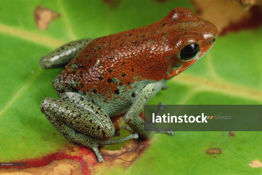 Fresa rana de dardo venenosa (Oophaga pumilio), Isla Bastimentos, Panamá