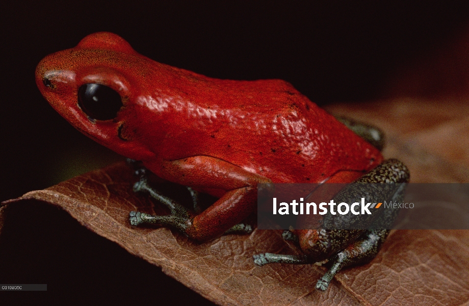 Retrato de rana dardo venenosa (Oophaga pumilio) fresa, la isla, Panamá de pastor