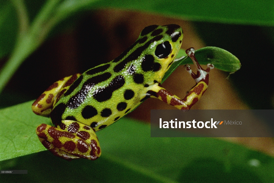 Retrato de rana dardo venenosa (Oophaga pumilio) fresa, Isla Colón, Panamá