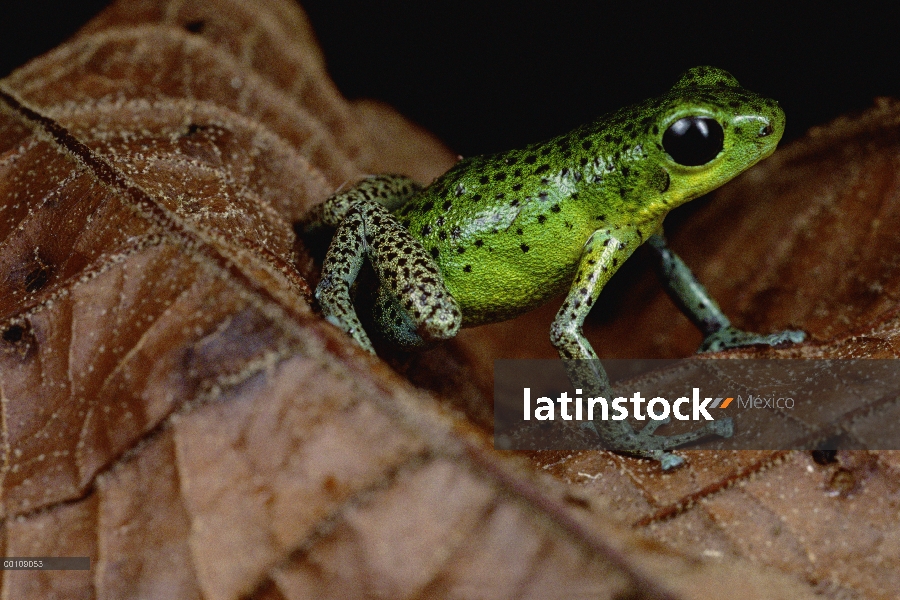 Retrato de rana dardo venenosa (Oophaga pumilio) fresa, Isla Popa, Panamá