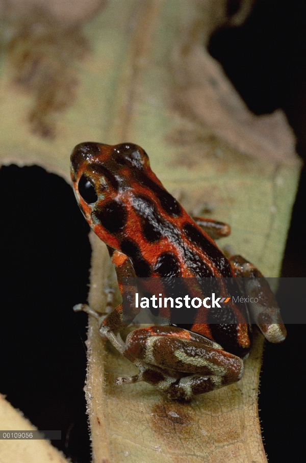 Retrato de rana dardo venenosa (Oophaga pumilio) fresa, Isla Bastimentos, Bocas del Toro, Panamá