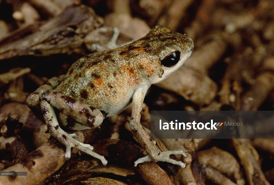 Fresa rana de dardo venenosa (Oophaga pumilio) norte Isla Bastimentos, Bocas del Toro, Panamá