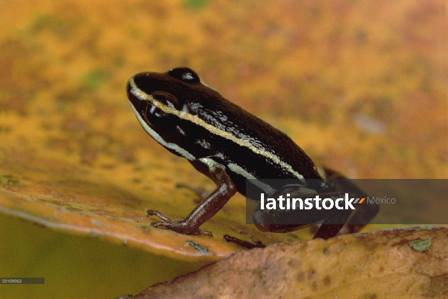 Poison Dart Frog (Minyobates sp) retrato, vista lateral, Isla Bastimentos, Bocas del Toro, Panamá