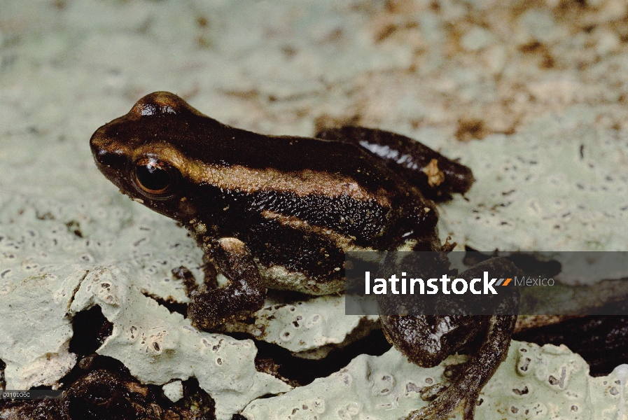 Retrato de limon cohete rana (Colostethus nexipus), ecosistema de la Amazonía, Ecuador