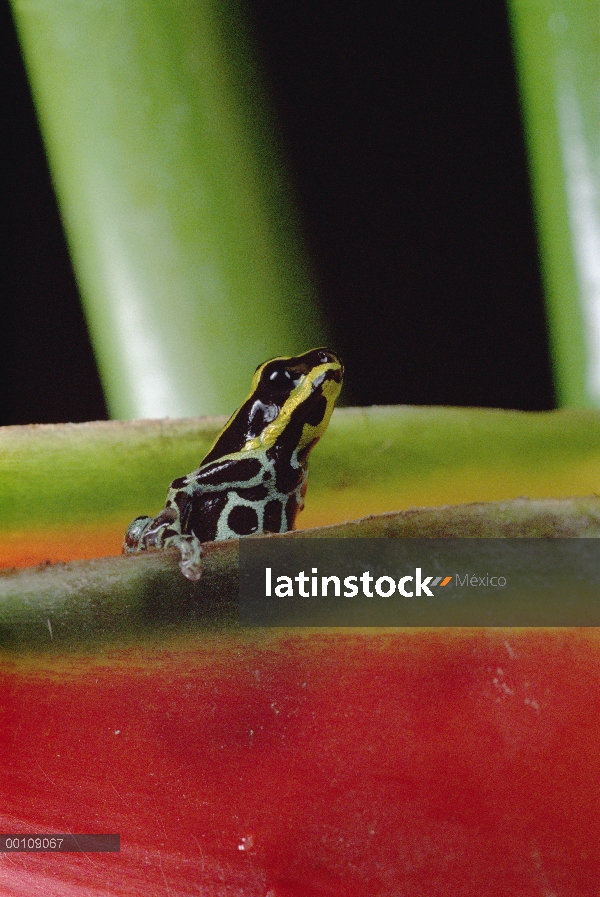 Rio Madeira Rana venenosa (Dendrobates quinquevittatus) sentado en una hoja de Heliconia, Amazonia, 