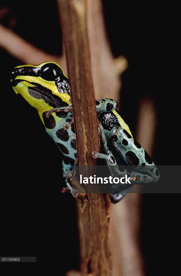 Rio Madeira Rana venenosa (Dendrobates quinquevittatus), Amazonia, Ecuador