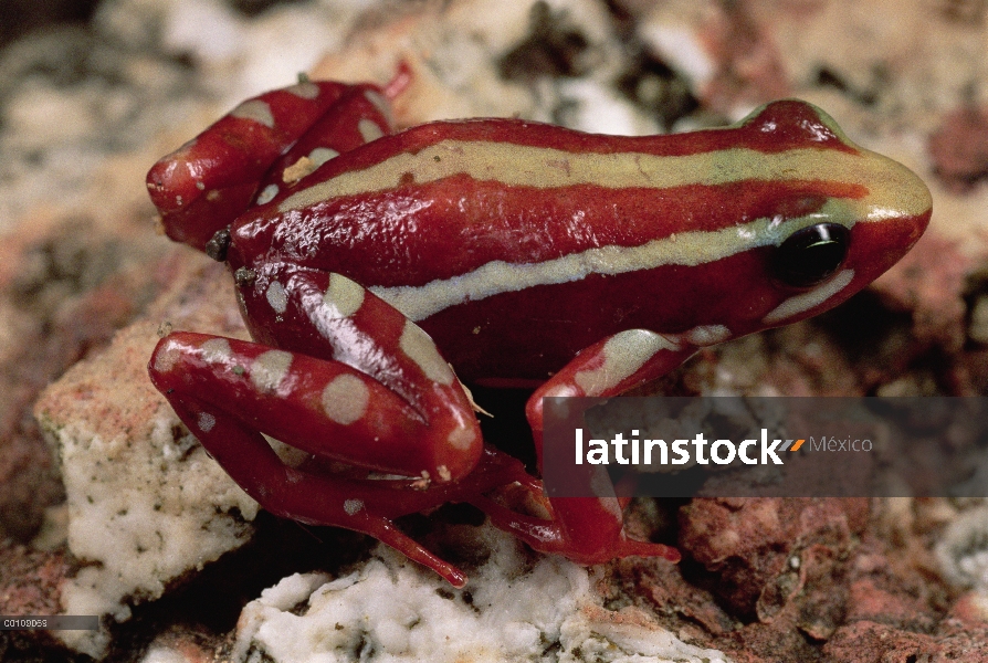 Fantasmal dardo Rana venenosa (Epipedobates tricolor) cerca de Cuenca, Ecuador esta rana exuda epiba