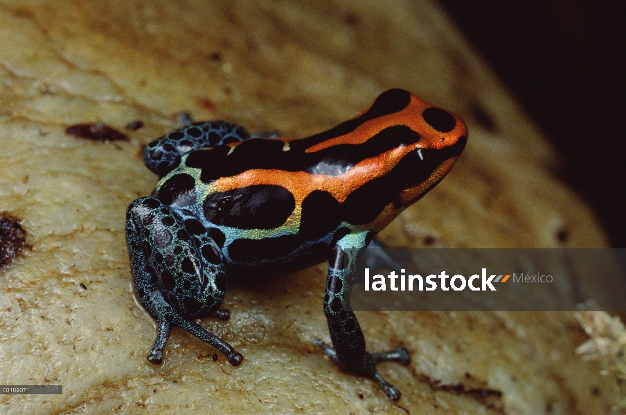 Retrato de Rio Madeira Rana venenosa (Dendrobates quinquevittatus), tierras bajas de Perú